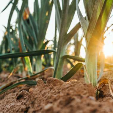 Mechanical weed control