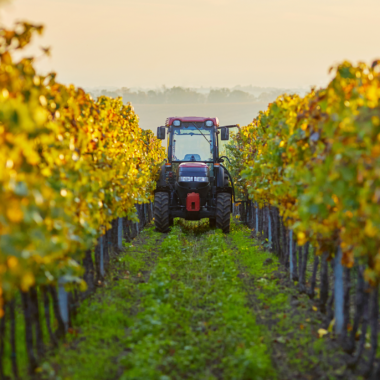 mechanische unkrautbekämpfung weinbau